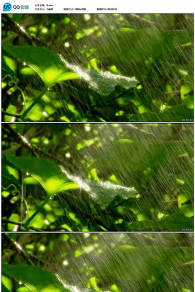 节气雨水视频素材模板